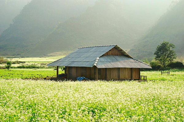 Hà Nội | Tour 2N1D | Mộc Châu - Cầu kính Bạch Long - Săn mây Tà Xùa