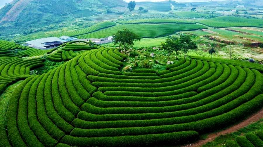 TOUR 3N2Đ DU LỊCH TÂY BẮC | HÀ NỘI - MỘC CHÂU - MƯỜNG PHĂNG - ĐIỆN BIÊN - HÀ NỘI