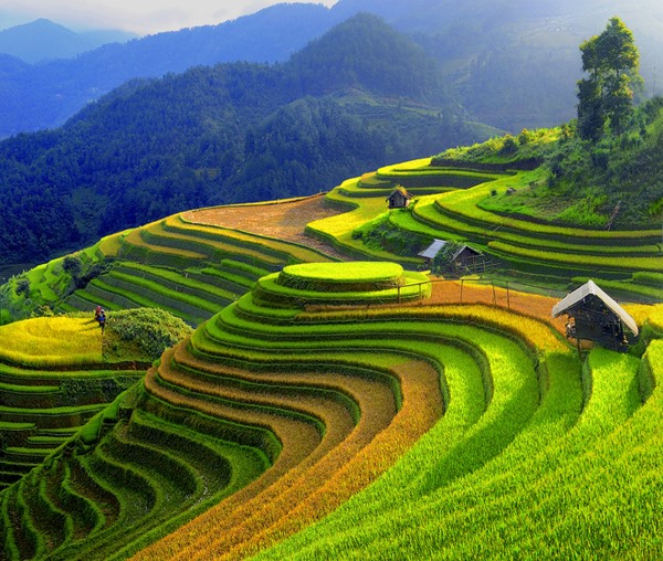 TOUR 3N2Đ HÀ NỘI - MÙ CANG CHẢI - ĐÈO KHAU PHẠ - TÚ LỆ - TRẠM TẤU - HÀ NỘI