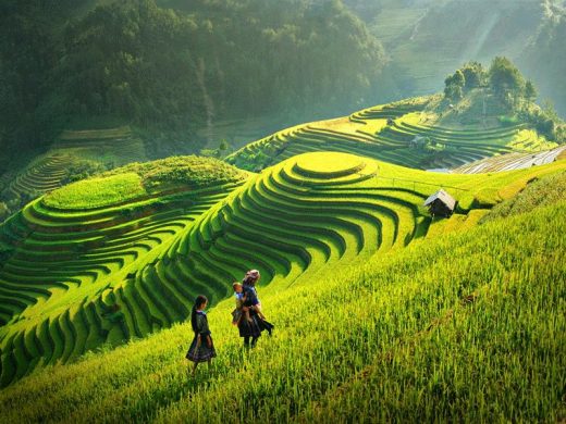 TOUR 2N1Đ HÀ NỘI - MỘC CHÂU - SĂN MÂY TÀ XÙA - HÀ NỘI