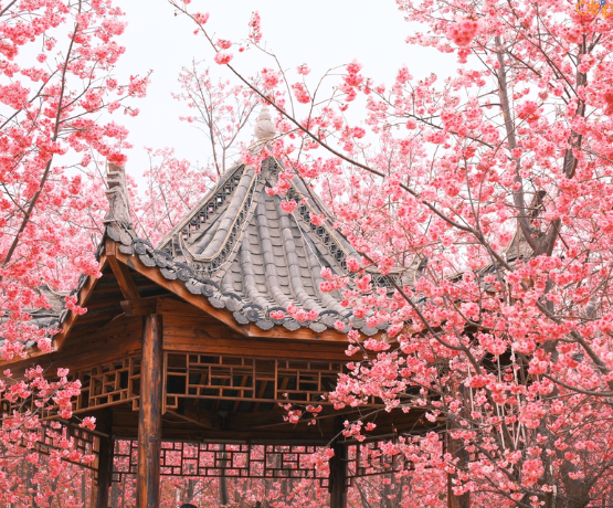 Hà Nội I 5N4Đ I Hà Nội – Hà Khẩu – Đại Lý – Côn Minh