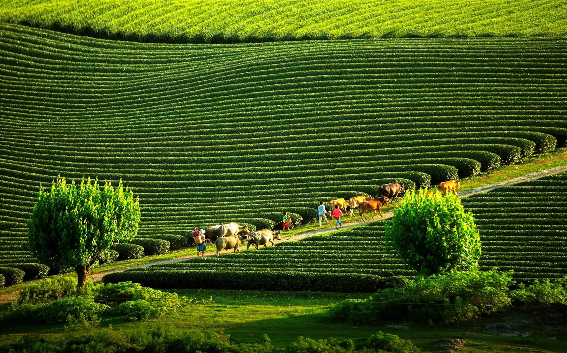 Hà Nội I 4N3Đ I Hà Nội - Điện Biên - A Pa Chải - Mường Phăng