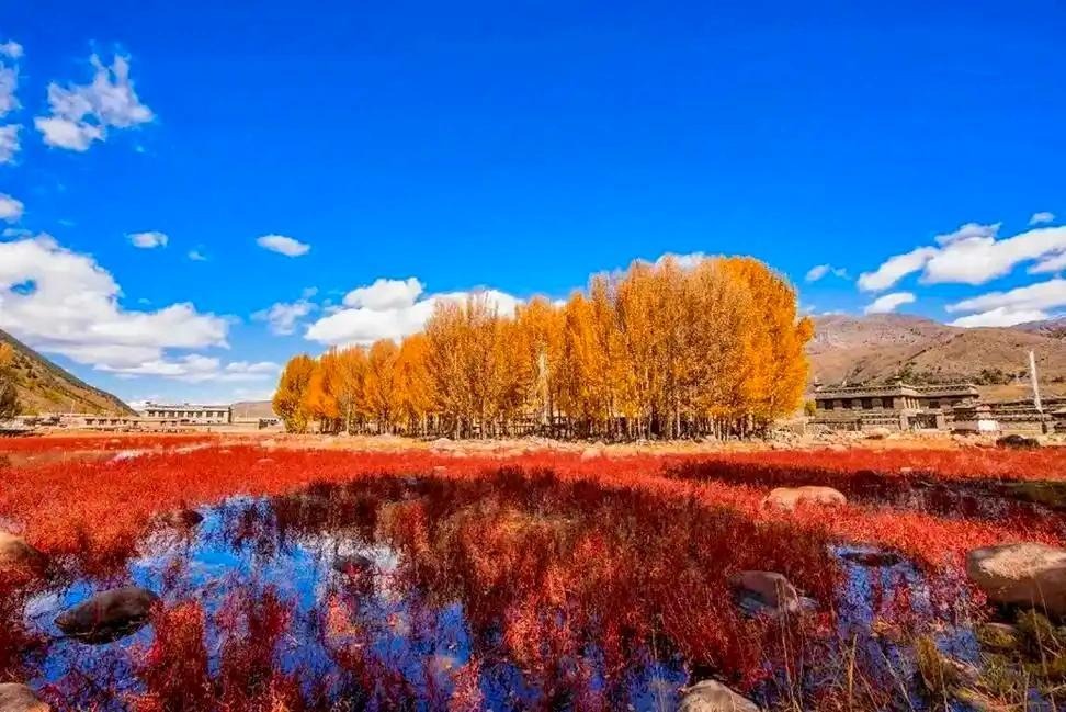 A field of red grass and trees

AI-generated content may be incorrect.