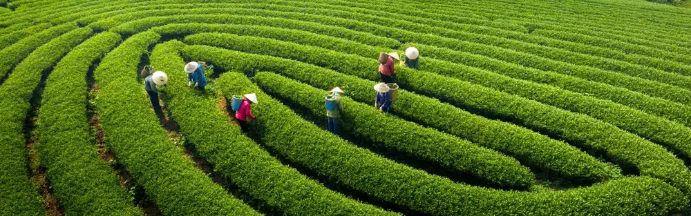 2N1Đ IHÀ NỘI -  MỘC CHÂU – CẦU KÍNH BẠCH LONG -  HÀ NỘI